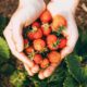 farm-concept-with-hands-holding-strawberries_23-2147828916