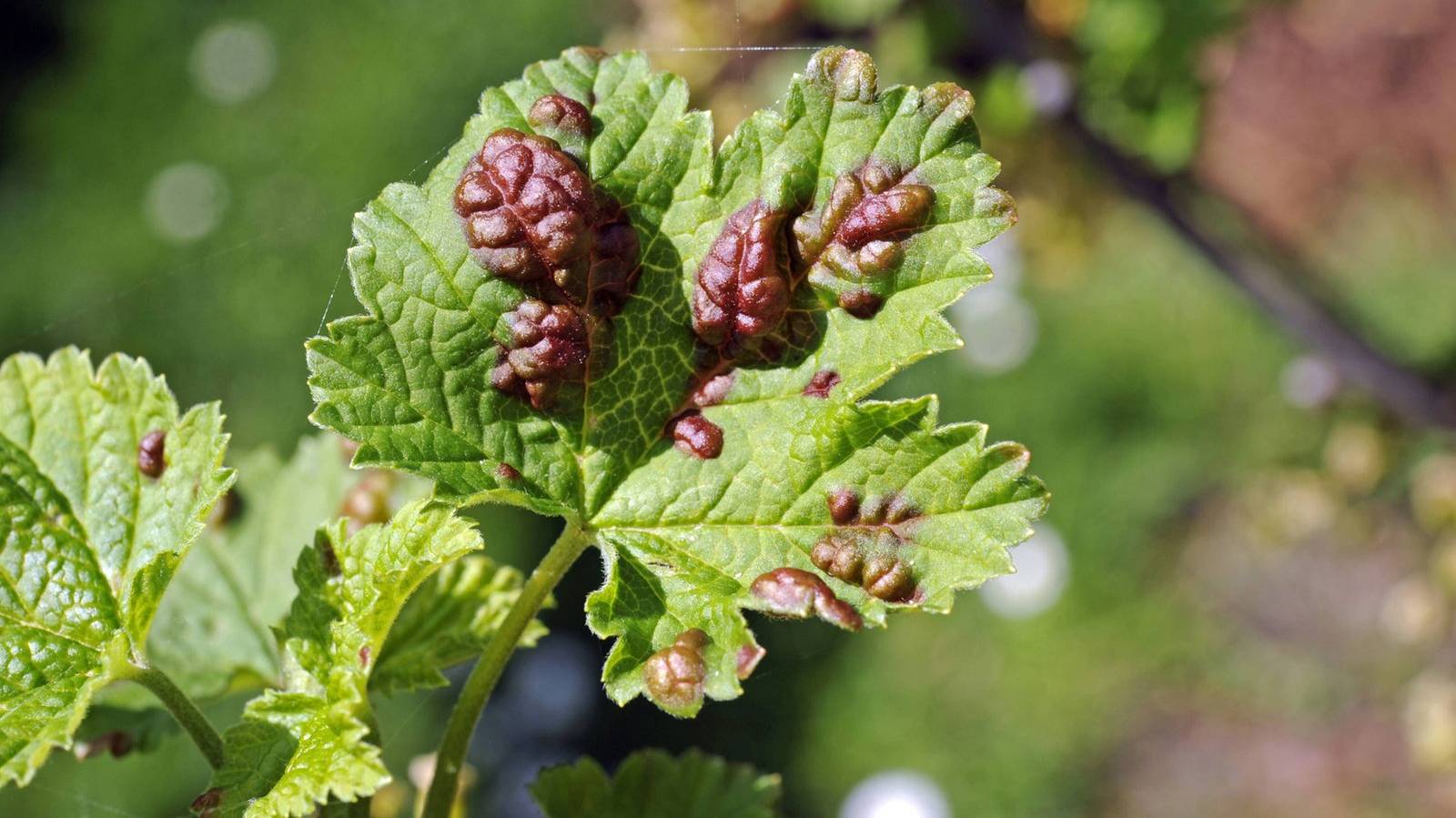 Ierarhiya-i-zhiznennyj-tsikl