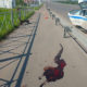 Кровь на асфальте