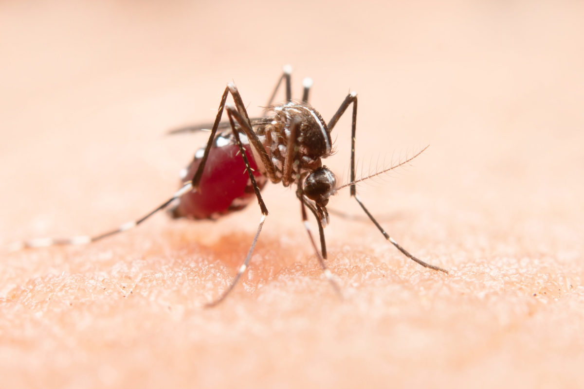 mosquito mosquito