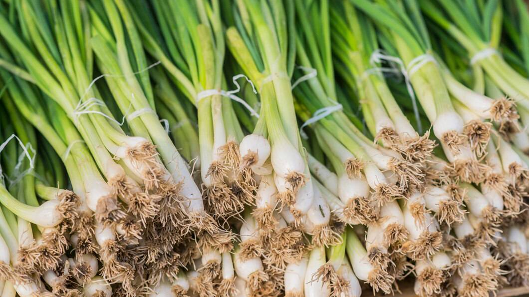 neat-row-spring-onions-bundled-with-red-elastic-ready-sale-market-spring-onion-ripe-spring-green-onion-green-onion-leaves_1391-243