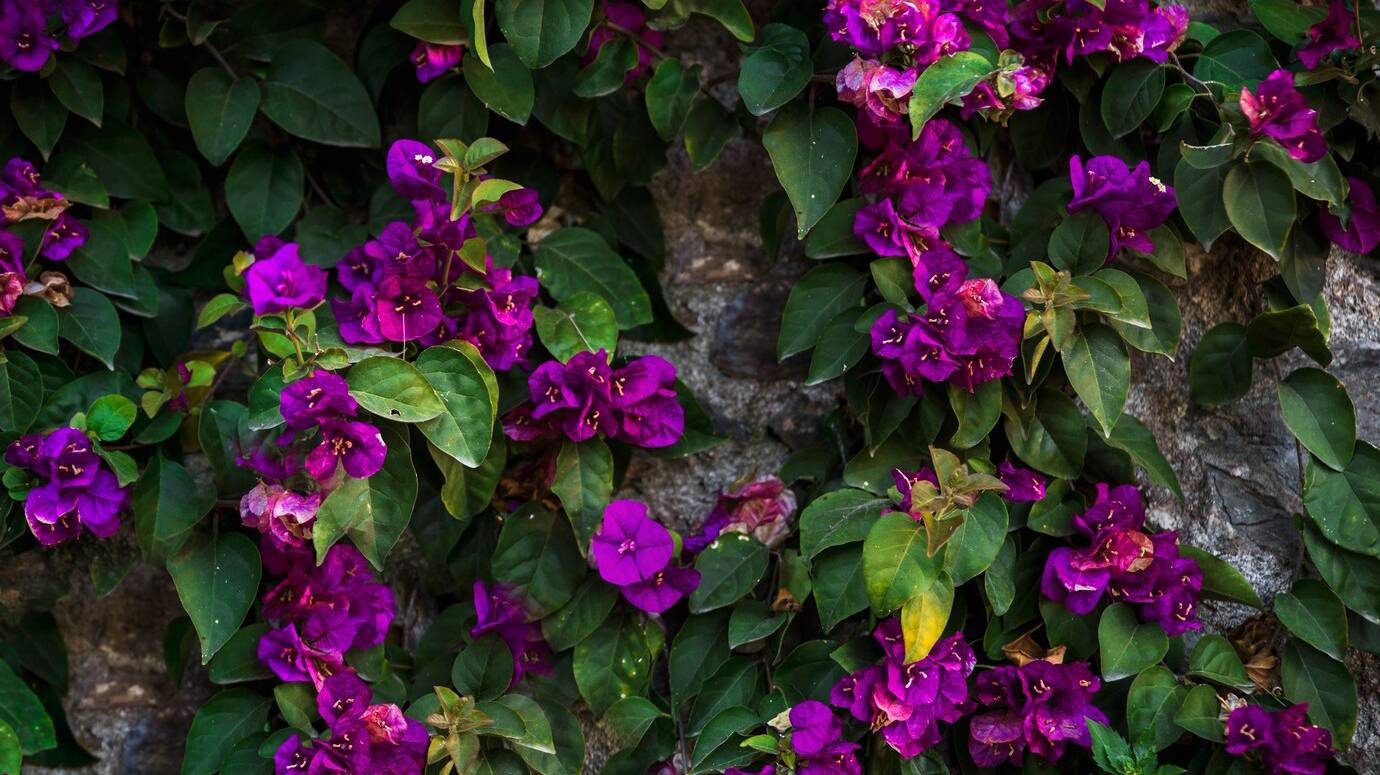 pretty-flowers-stones_23-2147829245