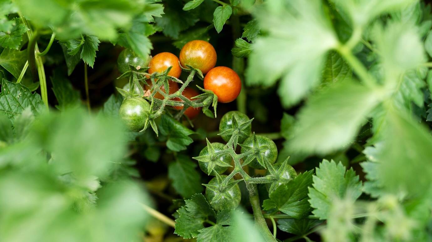 tasty-organic-tomatoes-hidden-green-leaves_23-2148332310