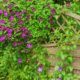 vyushchiesya-rasteniya-dlya-zabora_5f290a26d539c