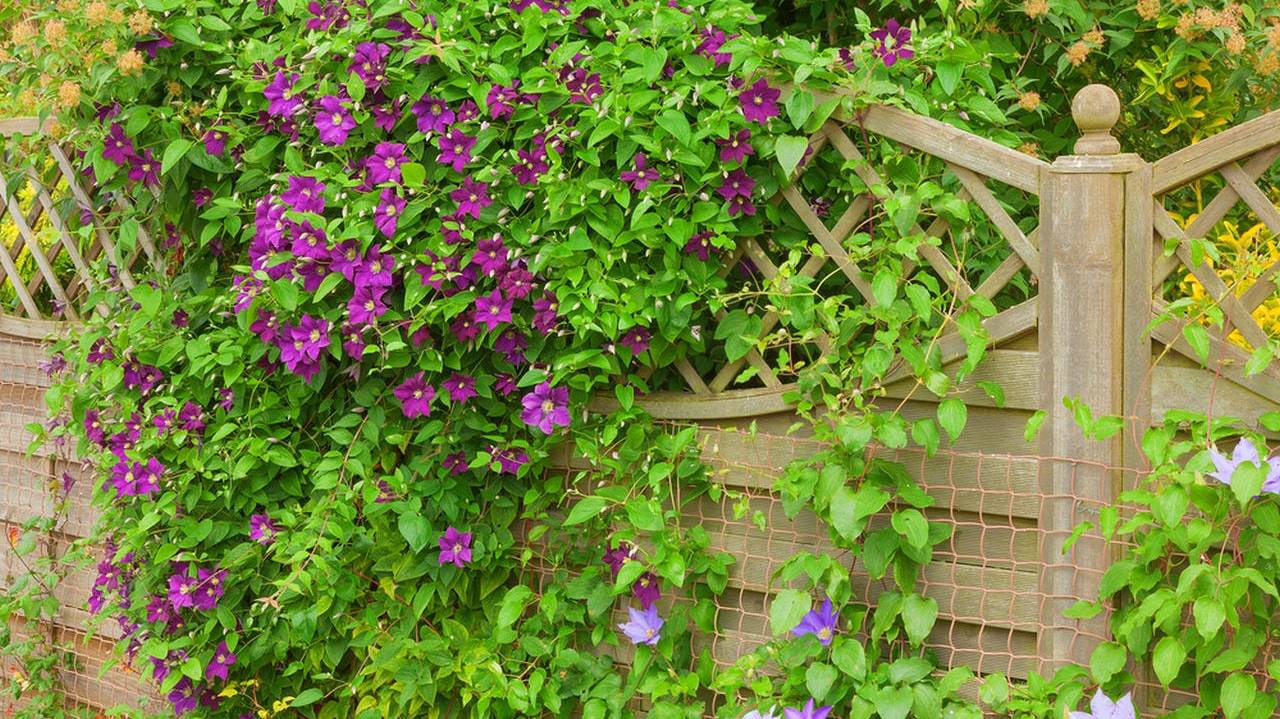 vyushchiesya-rasteniya-dlya-zabora_5f290a26d539c vyushchiesya-rasteniya-dlya-zabora_5f290a26d539c