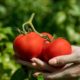 woman-working-alone-sustainable-greenhouse_23-2149072112