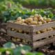 wooden-crate-with-potatoes-it-field_1268-35865