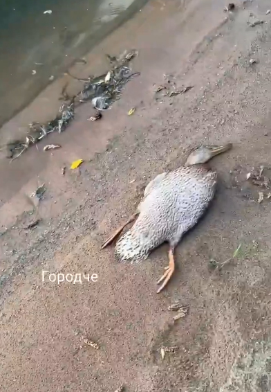 «Мертвая