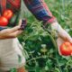 beautiful-woman-works-garden_1157-24640