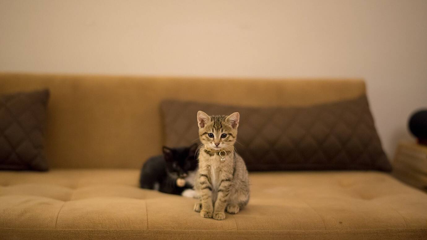 brown-kitten-black-kitten-playing-brown-sofa-near-pillows_181624-23771