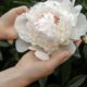children-s-hands-are-holding-peony-flower-growing-bush_169016-12638