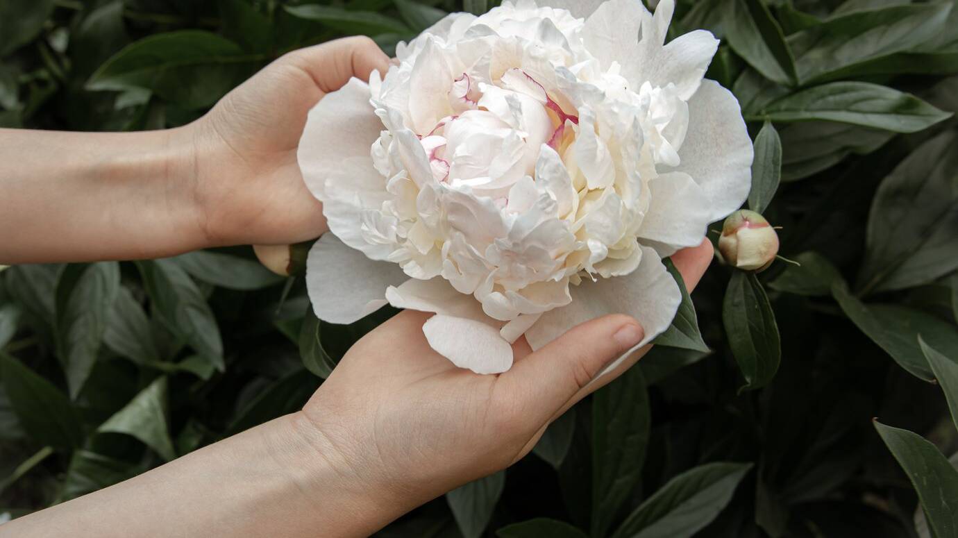 children-s-hands-are-holding-peony-flower-growing-bush_169016-12638 children-s-hands-are-holding-peony-flower-growing-bush_169016-12638