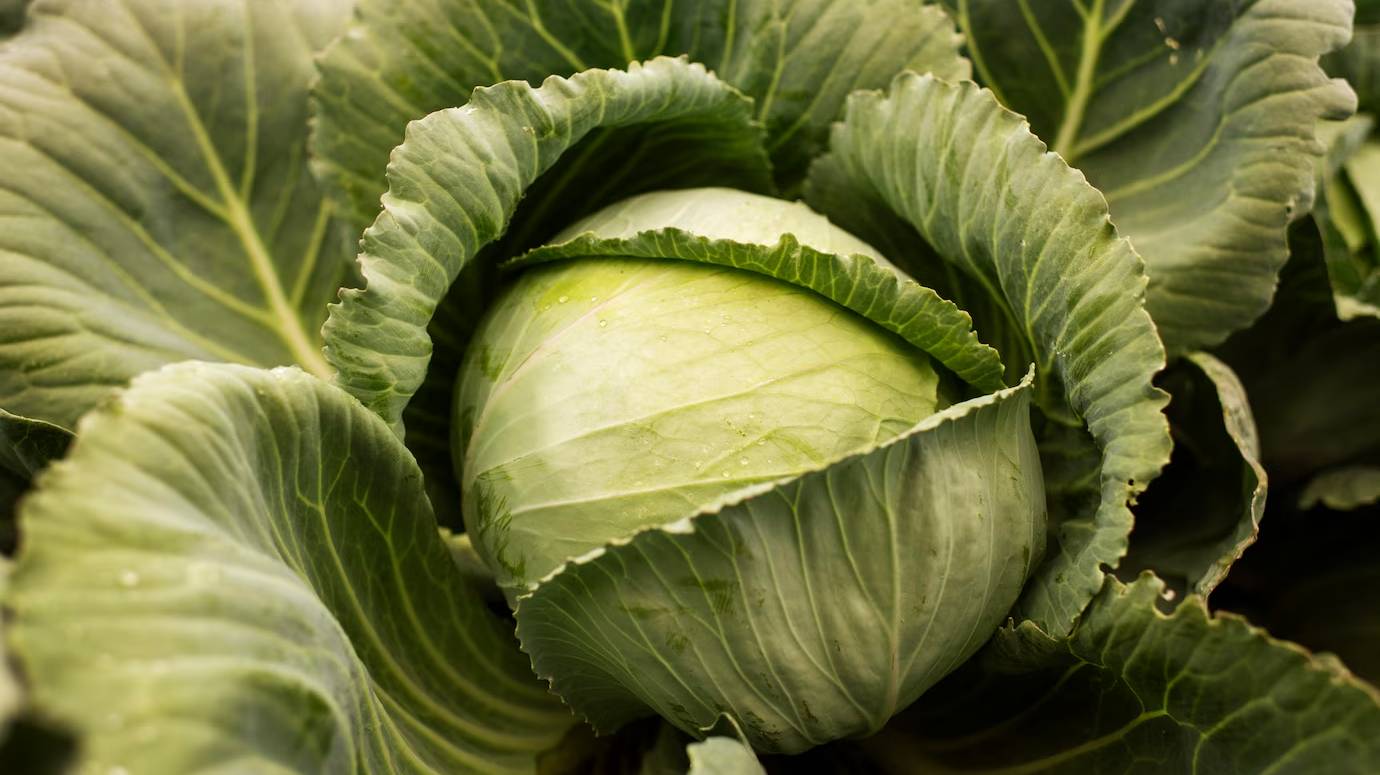 close-up-delicious-organic-cabbage_23-2149125233