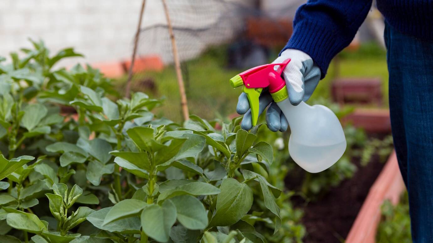 close-up-man-spraying-plants-garden_23-2148396746