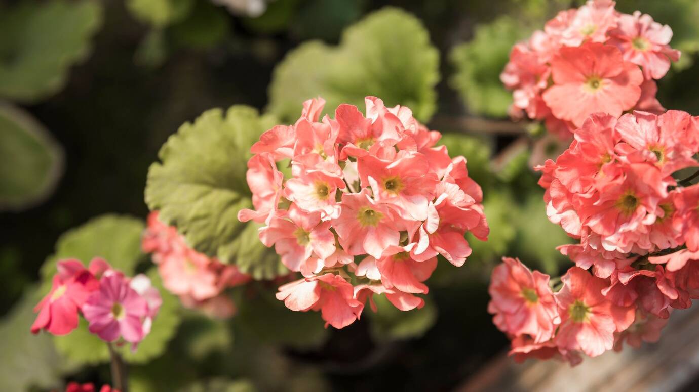 close-up-pink-flowers-growing-garden_23-2147948342