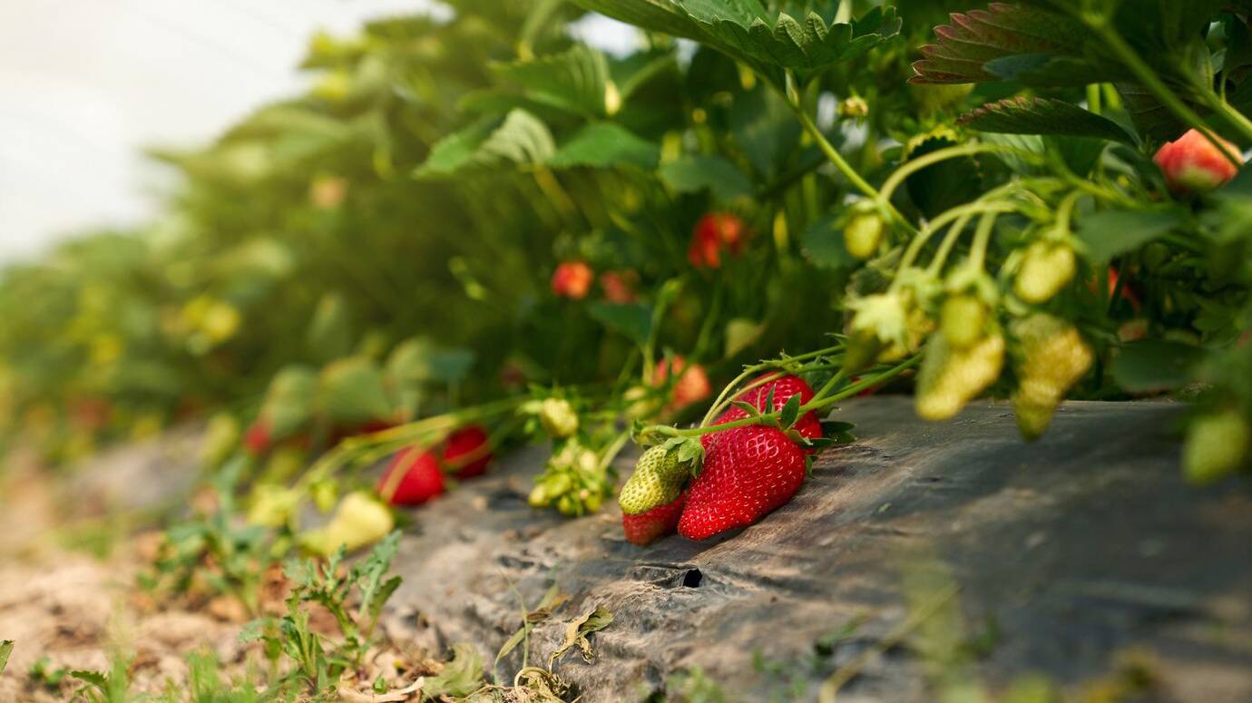 close-up-red-ripe-organic-strawberries-plant-modern-greenhouse-concept-delicious-fresh-berries-grow-garden-bush_7502-8962