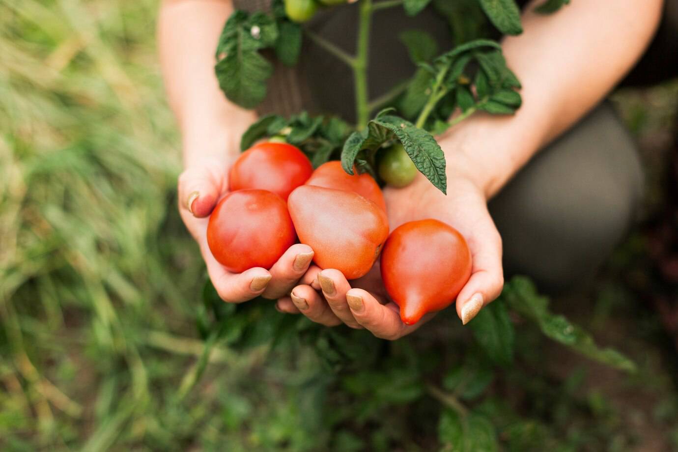 close-up-woman-holding-tomatoes_23-2148256633