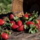 closeup-shot-fresh-strawberries-fallen-out-bowl-wooden-surface_181624-19494