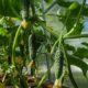 cucumbers-4698525_1280