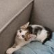 cute-cat-spending-time-indoors_23-2150649138