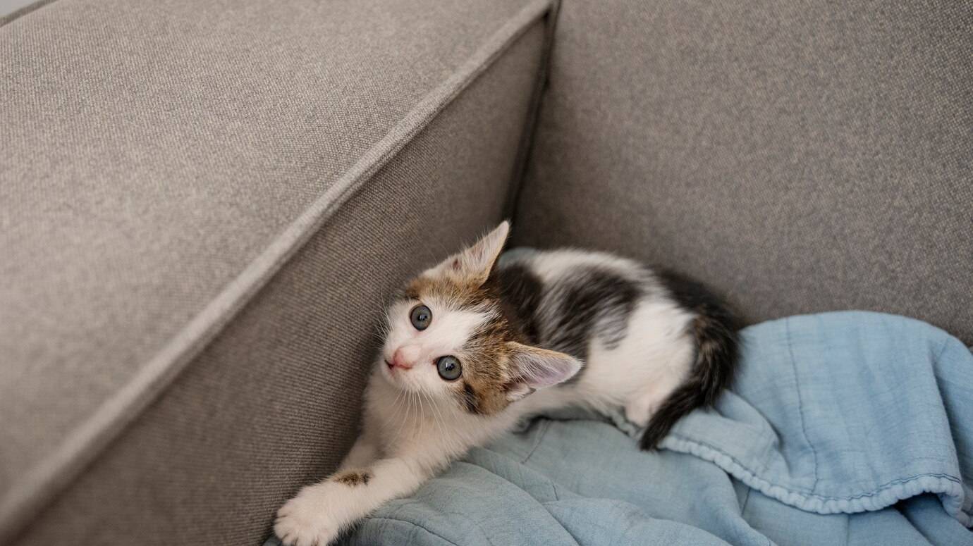 cute-cat-spending-time-indoors_23-2150649138 cute-cat-spending-time-indoors_23-2150649138
