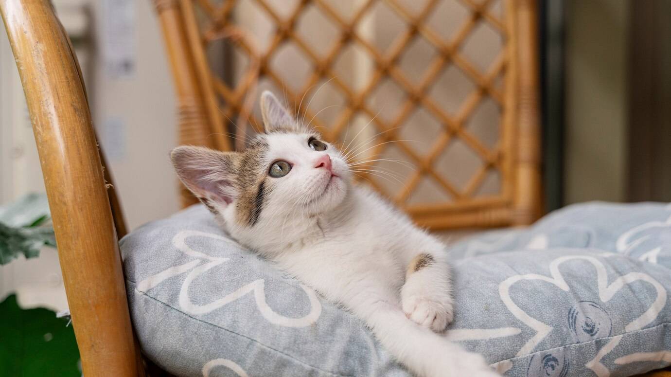 cute-cat-spending-time-outdoors_23-2150649148