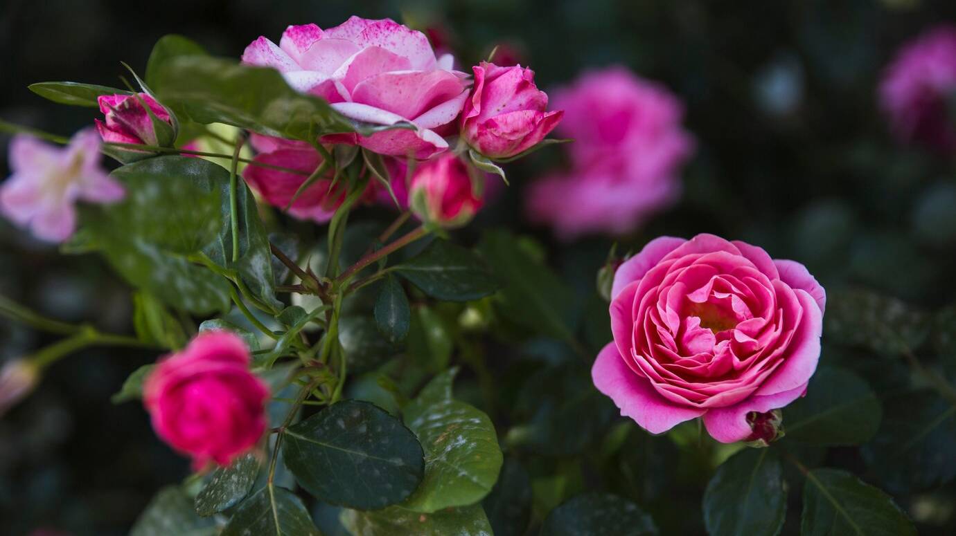 elegant-roses-blooming-bush_23-2147829194