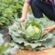 farmers-are-working-cabbage-farm_1150-7118