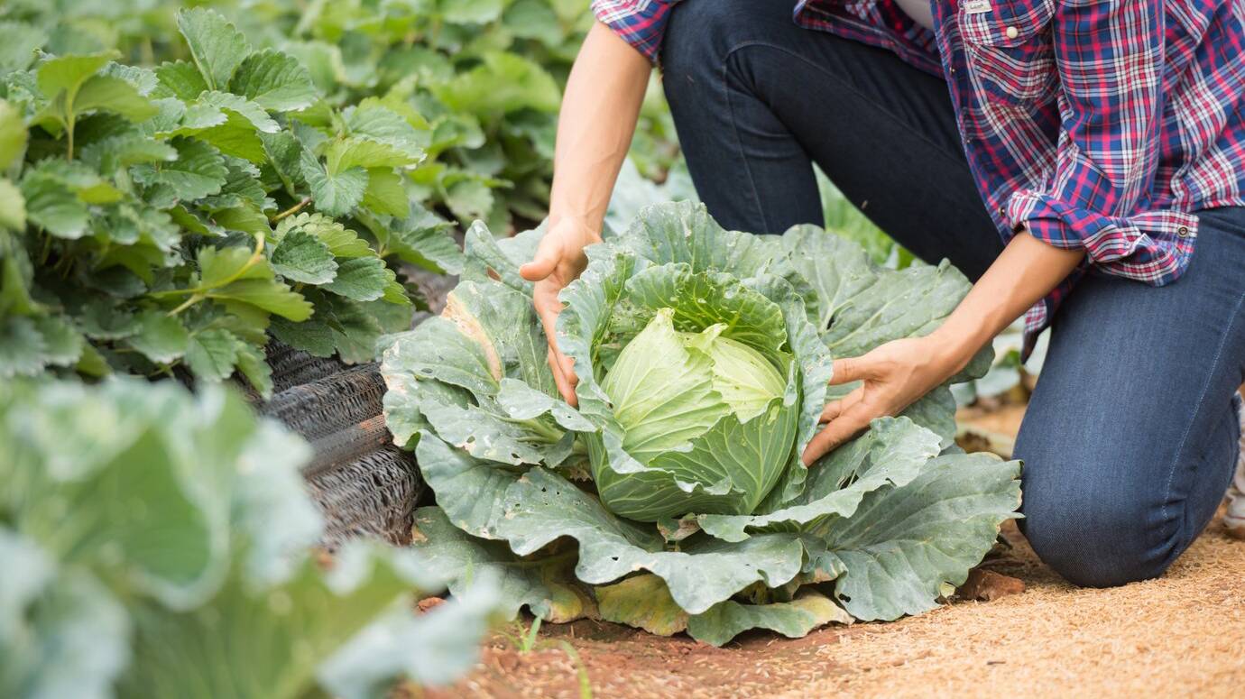 farmers-are-working-cabbage-farm_1150-7118 farmers-are-working-cabbage-farm_1150-7118