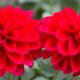 flower_1404-558