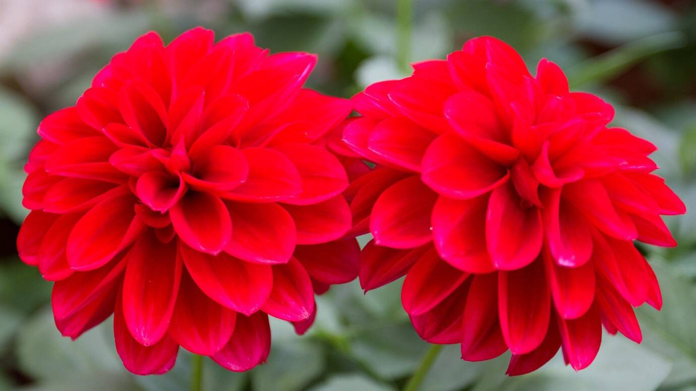 flower_1404-558 flower_1404-558