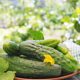 fresh-cucumbers-from-garden-table-summer-garden_2829-11306
