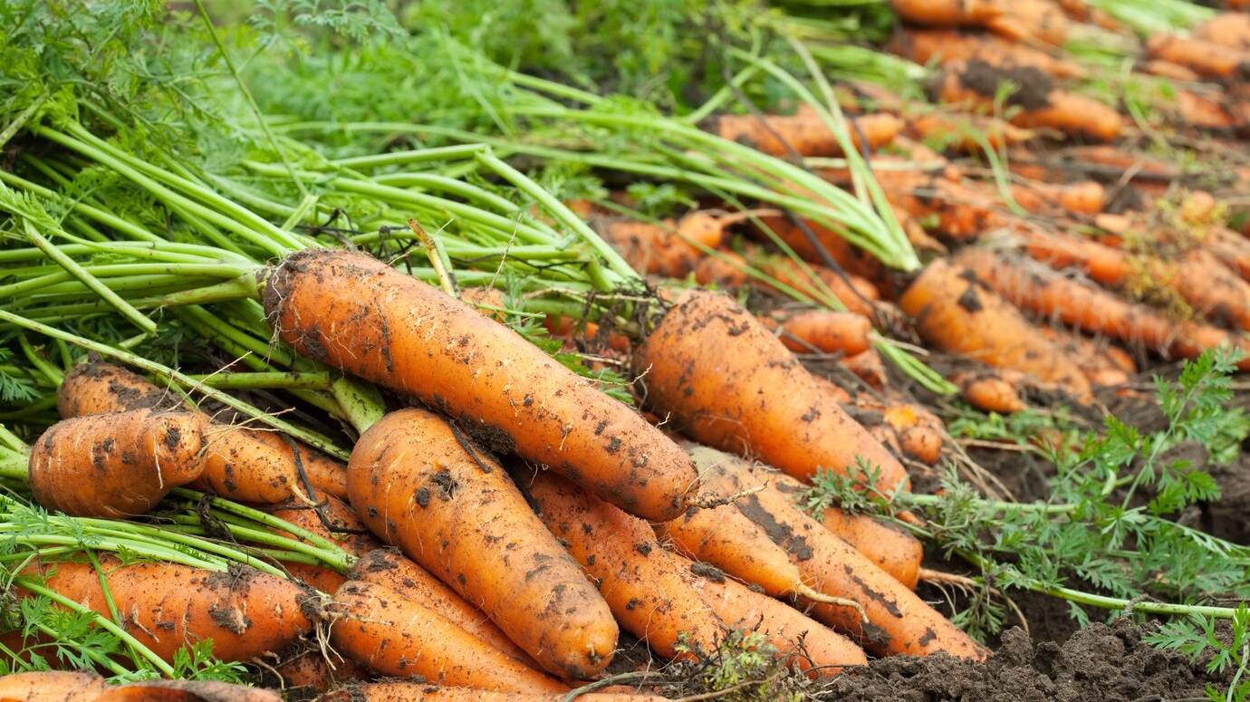 harvest-carrots_1398-1314 (1)