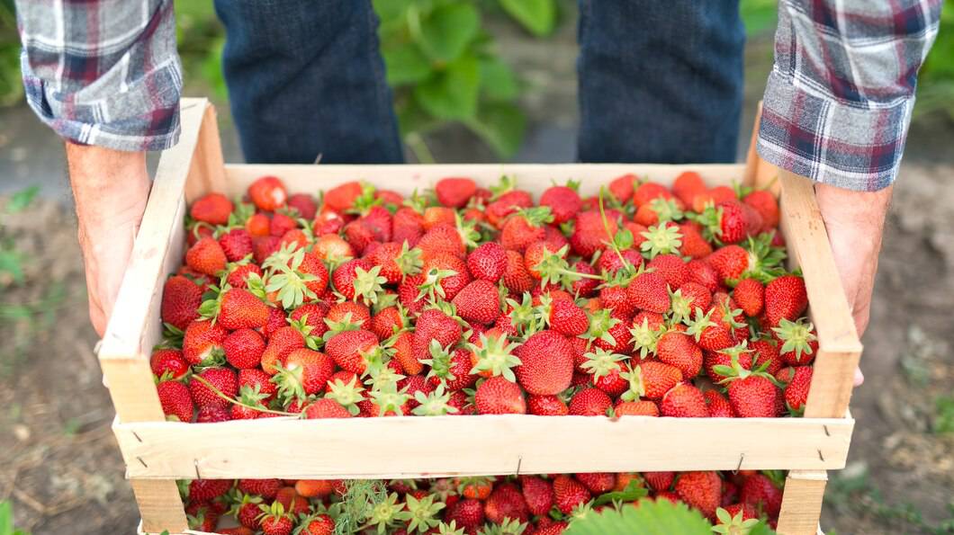 harvesting-delicious-organic-strawberries-fruit_342744-503