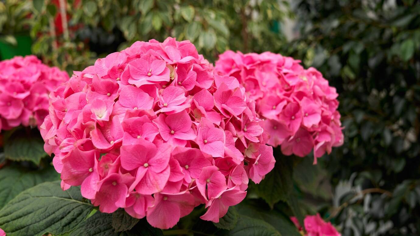 large-beautiful-pink-hydrangea-modern-greenhouse_7502-7637