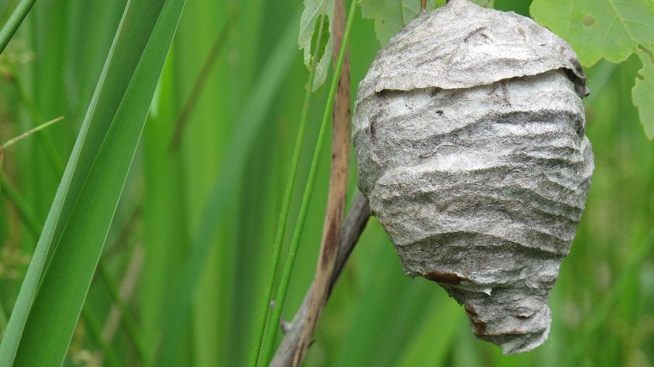 nest-386736_1280