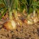 onion-3540502_640