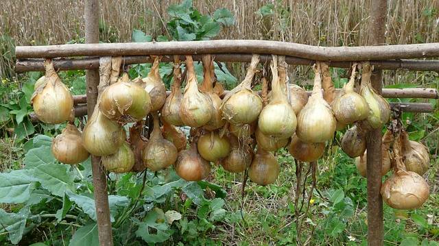 onions-61262_640