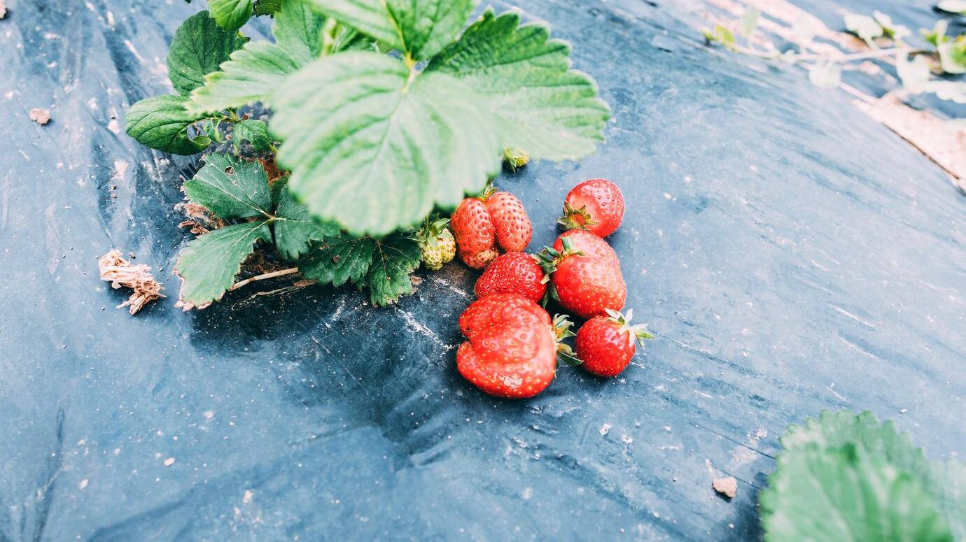 orchard-concept-with-strawberries_23-2147828883