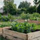 photorealistic-sustainable-garden-with-home-grown-plants_23-2151479082