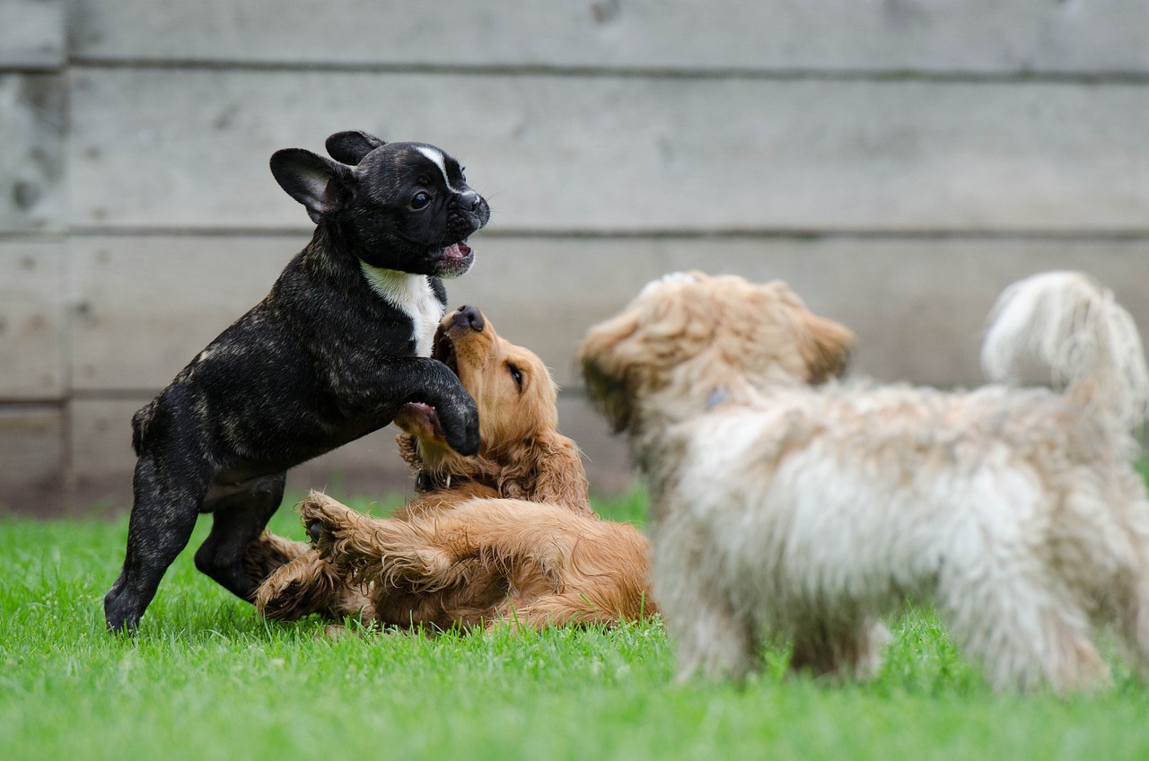 playing-puppies-790638-1280124055