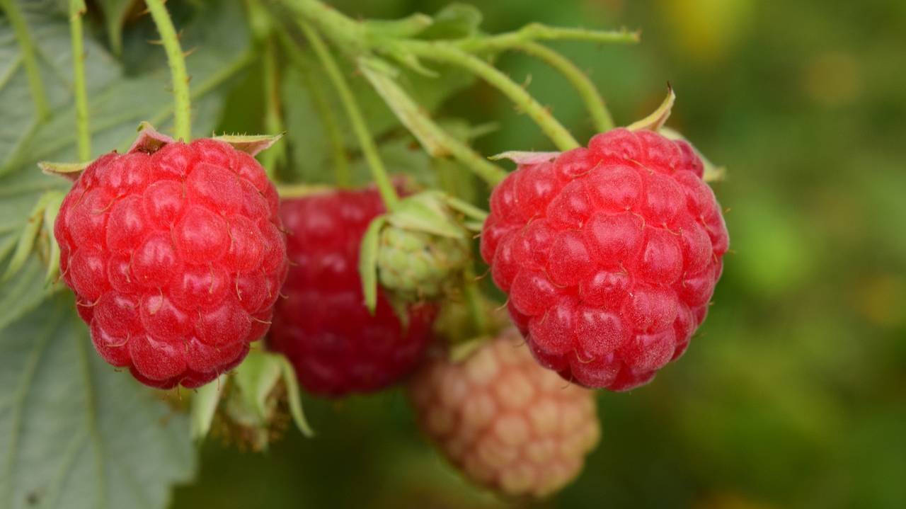 raspberries-1634844_1280