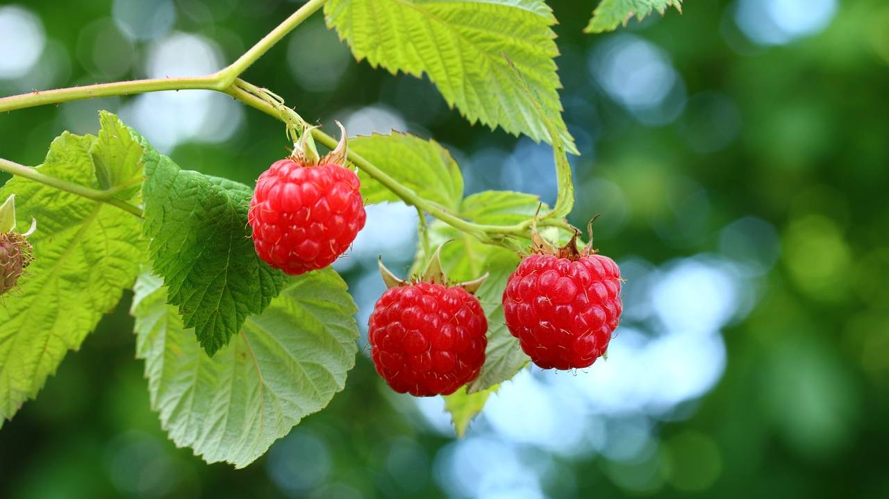 raspberries-3554496_1280