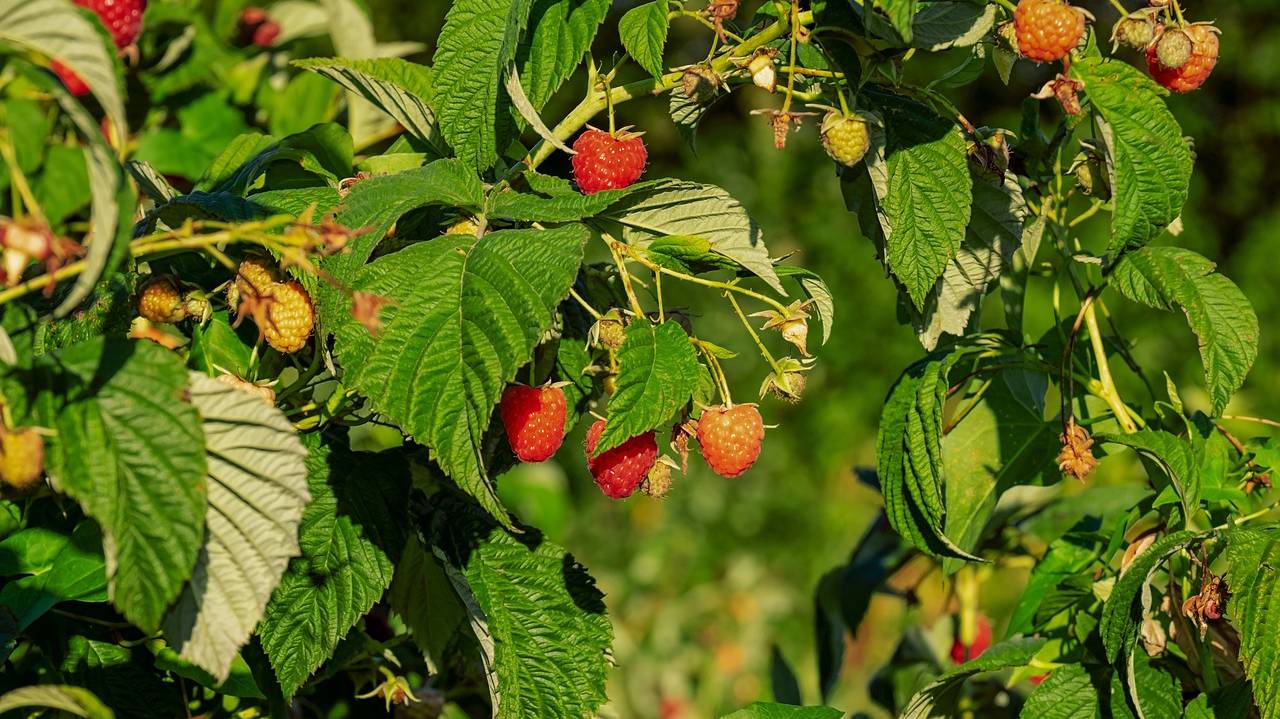 raspberries-3609266_1280