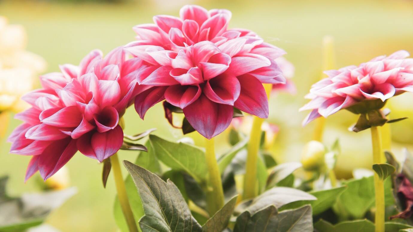 selective-focus-shot-blooming-pink-flower_181624-27318