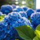 selective-focus-shot-blue-flowers-green-leaves_181624-16643