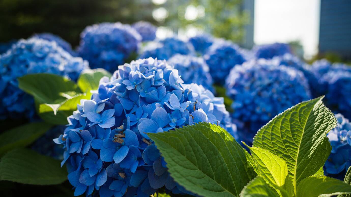 selective-focus-shot-blue-flowers-green-leaves_181624-16643 selective-focus-shot-blue-flowers-green-leaves_181624-16643