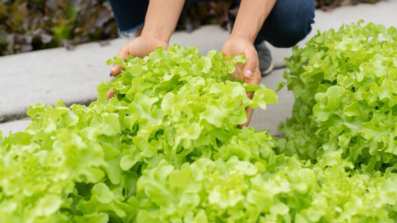 senior-adult-couple-picking-vegetable-from-backyard-garden_1150-6037