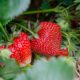 strawberries-7323943_1280