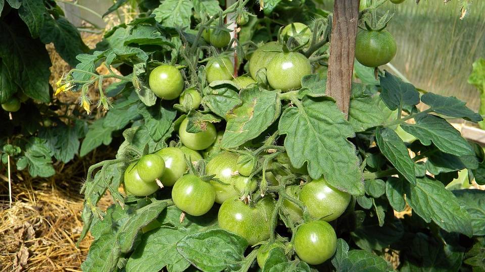 tomato-847391_960_720